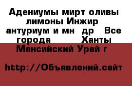 Адениумы,мирт,оливы,лимоны,Инжир, антуриум и мн .др - Все города  »    . Ханты-Мансийский,Урай г.